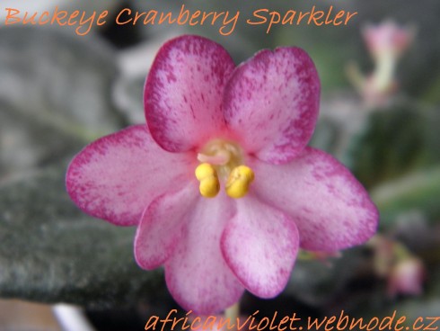 Buckeye Cranberry Sparkler.jpg