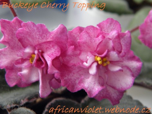 Buckeye Cherry Topping.jpg