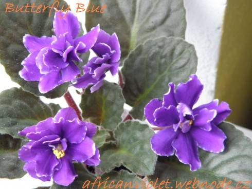 Butterfly Blue.jpg