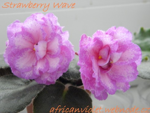 Strawberry Wave.jpg