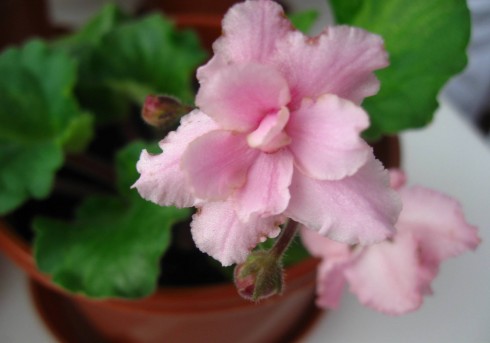 1.1.2011 008.jpg