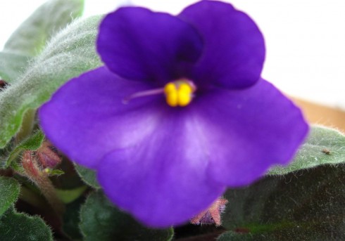 4.12.2010 003.jpg