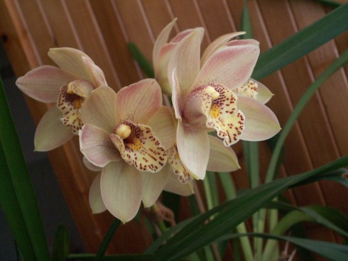cymbidium1.jpg