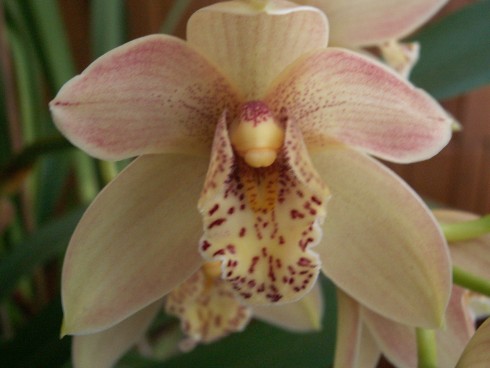 cymbidium2.jpg