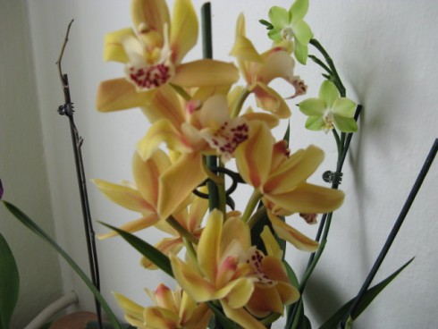 Mojje orchideje 002.jpg