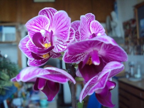 o.Phalenopsis1.jpg