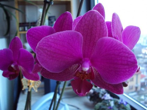 o.Phalenopsis2.jpg