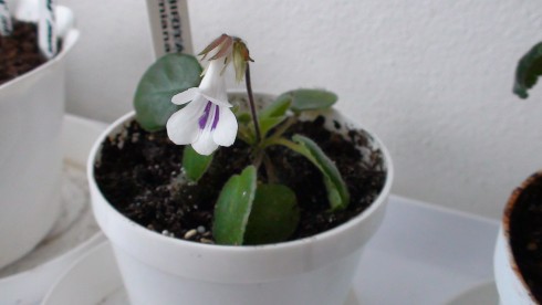 Primulina tamiana.jpg