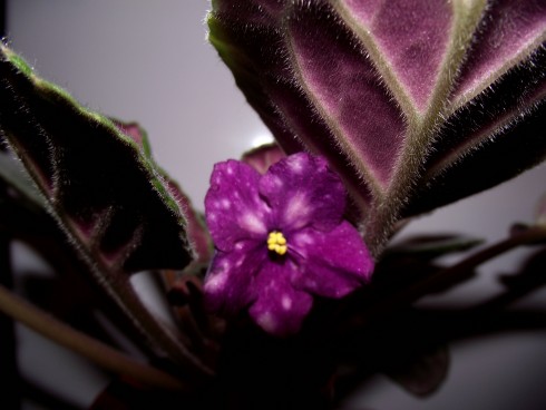 DSCF6879.jpg