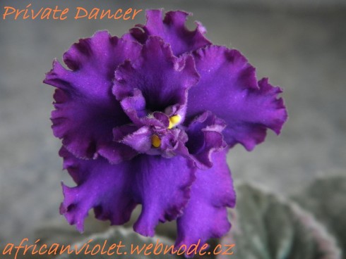 Private Dancer.jpg