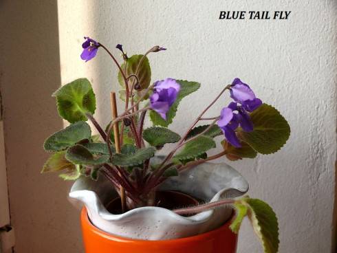 Blue Tail Fly.jpg