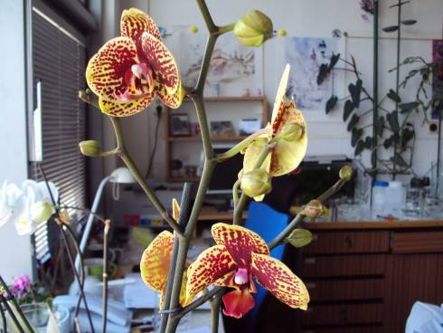 orchid..jpg
