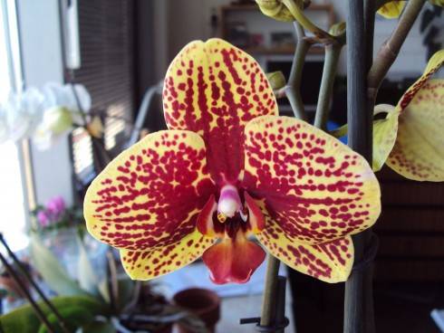 orchid.1.jpg