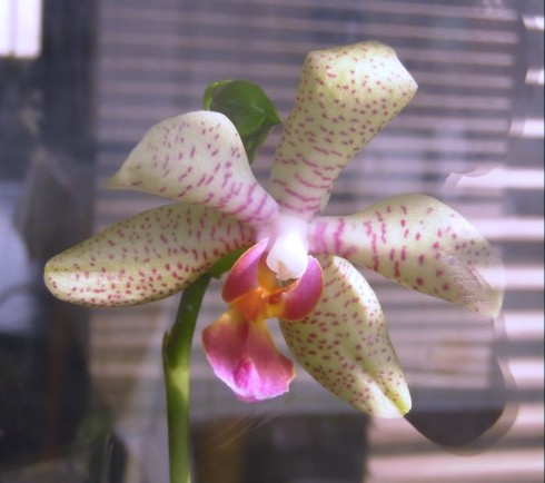 Phalaenopsis, Superstar.JPG