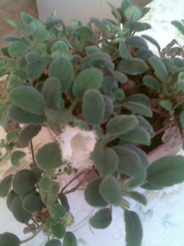 Alsobia dianthiflora.jpg