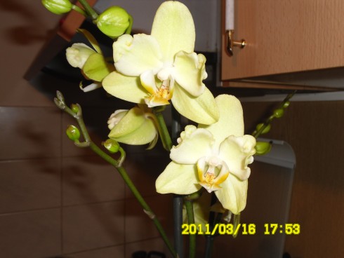 SAM_0707.JPG