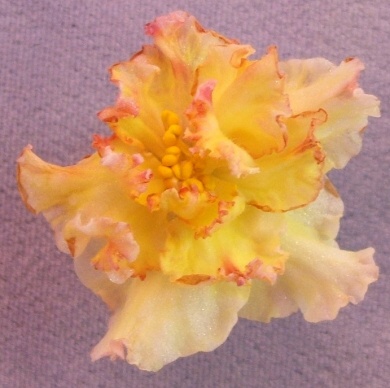 Sunkissed Rose.jpg