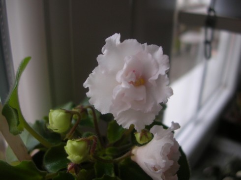 Allegro Winsome Pink.jpg