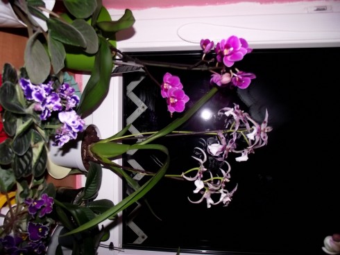 DSCF7981.jpg