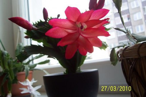 květ vánočního kaktusu.JPG