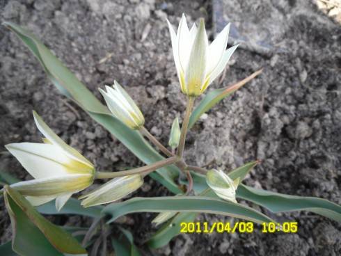 skalkový tulipán.JPG