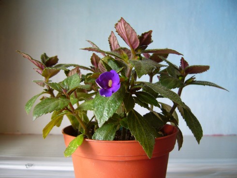 První květ 2011-bezejmenka.JPG