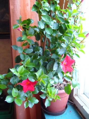 Mandevilla.JPG