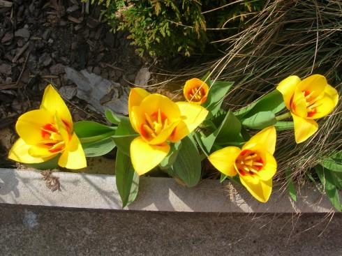 z tulip.jpg