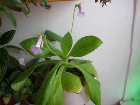 Primulina flavimaculata.jpg