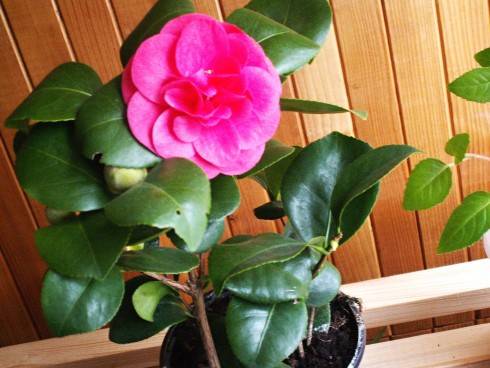 CAMELIA JAPONICA RUBRA 002.JPG