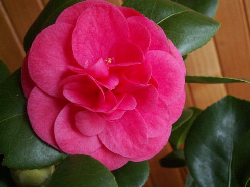 CAMELIA JAPONICA RUBRA 001.JPG
