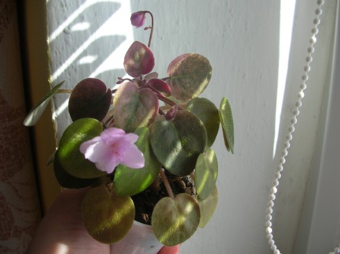 Champagne Pink.jpg