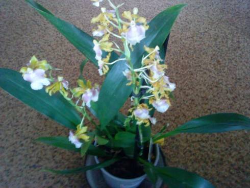 orchidka.JPG