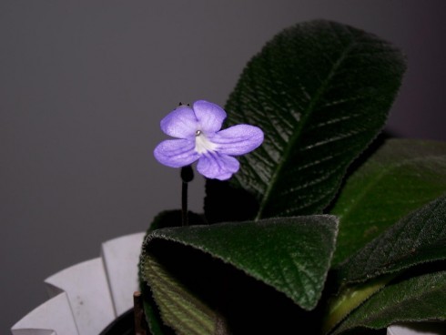 DSCF8084.jpg