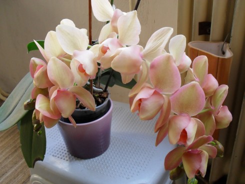 duben 2011 020.jpg