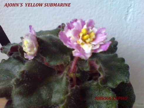 Ajohn's Yellow Submarine.jpg