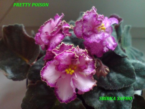 Pretty Poison.jpg