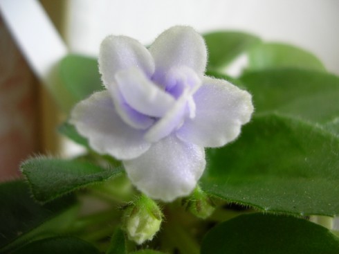 Jolly Orchid.jpg