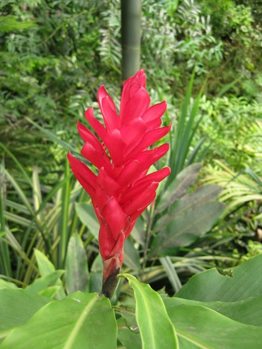 Botanická 1.jpg