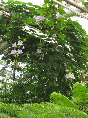 Botanická 7.jpg