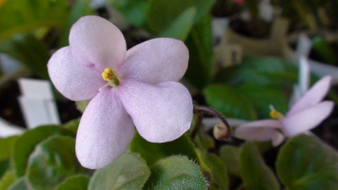 Pixie Pink.jpg