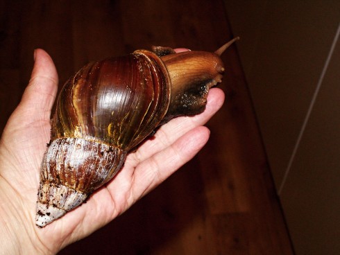 achatina fulica 003.JPG
