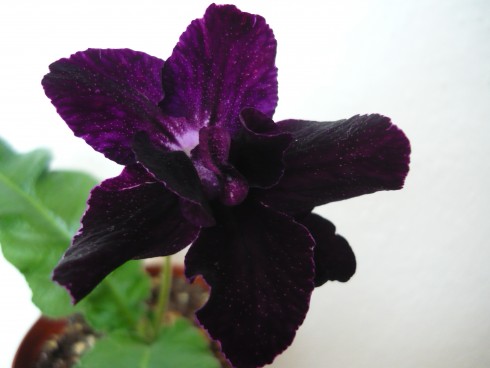 Bristol's Black Bird.jpg