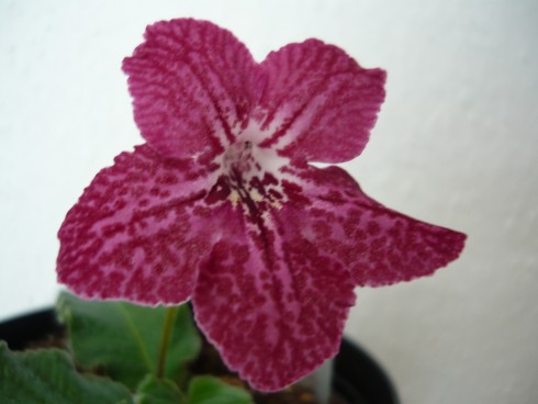 Bristol's Ravishing Ruby.jpg