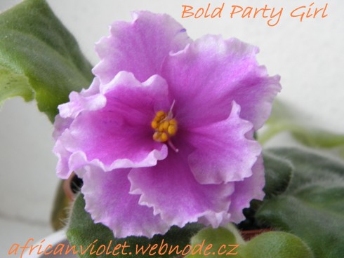 Bold Party Girl.jpg