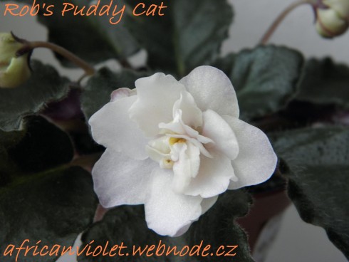 Rob's Puddy Cat.jpg