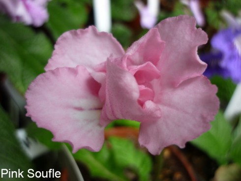 Pink Souffle.jpg