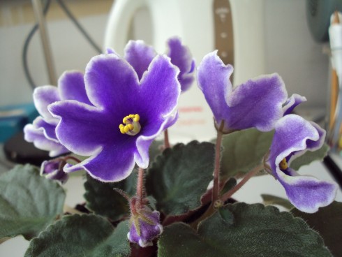f.bezejmenna modrobila 1.jpg