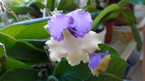 Harlequin Blue.jpg