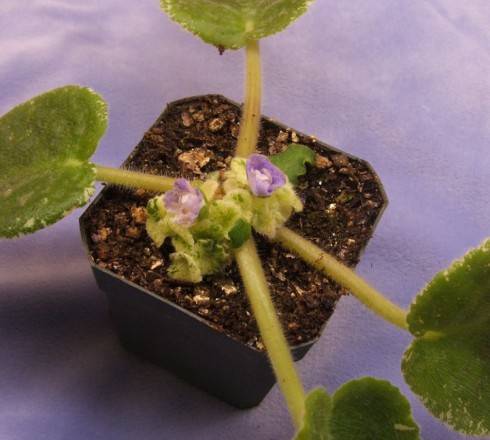 FloweringSuckerCrown.jpg